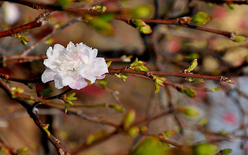 Mướt mắt thưởng vẻ đẹp “Nhất chi mai” - ảnh 2