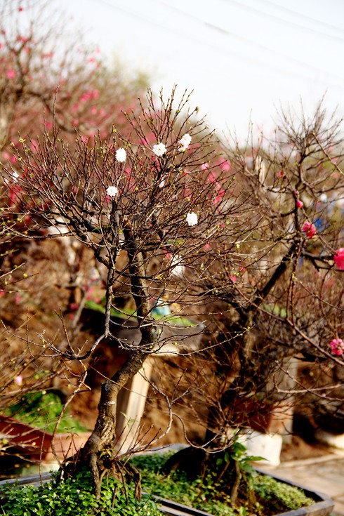 Mướt mắt thưởng vẻ đẹp “Nhất chi mai” - ảnh 3