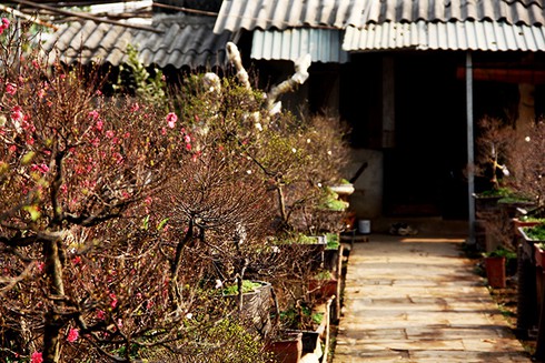 Mướt mắt thưởng vẻ đẹp “Nhất chi mai” - ảnh 4