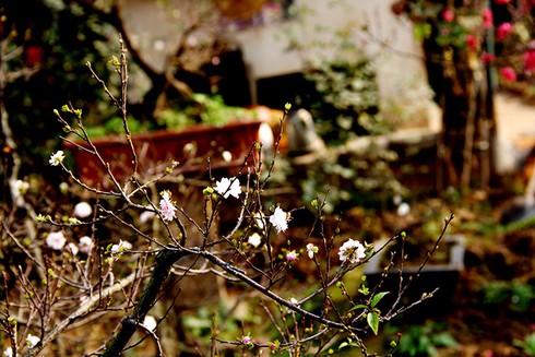 Mướt mắt thưởng vẻ đẹp “Nhất chi mai” - ảnh 5