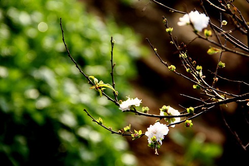 Mướt mắt thưởng vẻ đẹp “Nhất chi mai” - ảnh 6