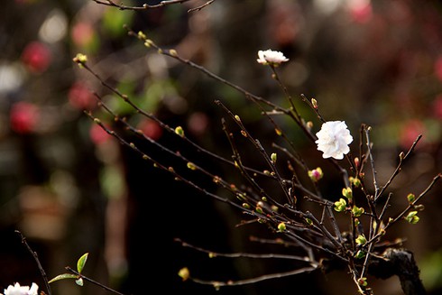 Mướt mắt thưởng vẻ đẹp “Nhất chi mai” - ảnh 7