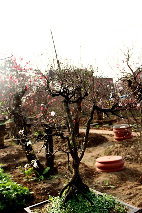 Mướt mắt thưởng vẻ đẹp “Nhất chi mai” - ảnh 8