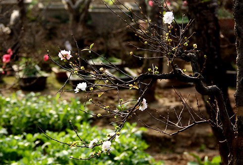 Mướt mắt thưởng vẻ đẹp “Nhất chi mai” - ảnh 9