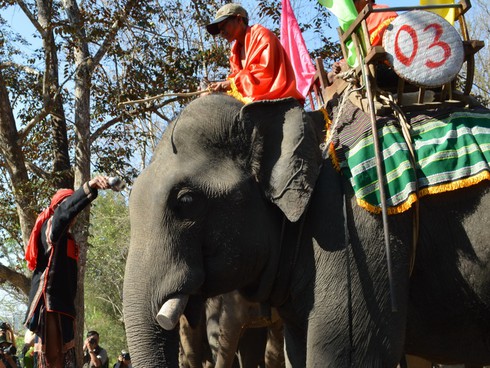 Cúng sức khỏe cho voi trước khi vào hội - ảnh 10