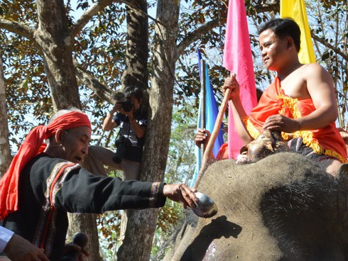 Cúng sức khỏe cho voi trước khi vào hội - ảnh 11