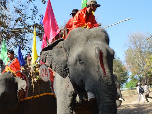 Cúng sức khỏe cho voi trước khi vào hội - ảnh 12