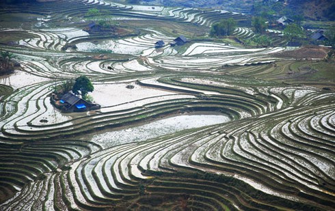 Đẹp ngỡ ngàng ruộng bậc thang Sàng Ma Sáo mùa nước đổ - ảnh 5