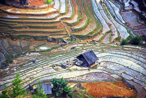 Đẹp ngỡ ngàng ruộng bậc thang Sàng Ma Sáo mùa nước đổ - ảnh 8