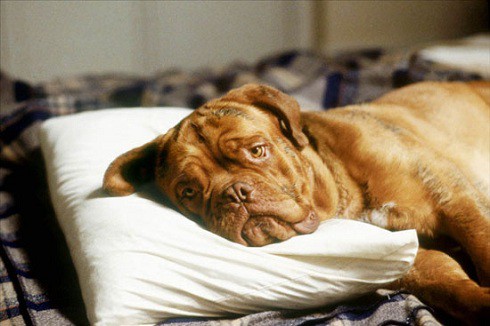 6 bộ phim thiếu nhi tuyệt hay nhưng vô cùng nhạy cảm - ảnh 8