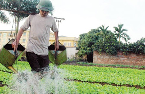 Rau xanh tươi cả tuần ở chợ nhờ