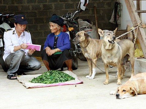 Lào Cai: Một tháng hơn 20 người bị chó nghi dại cắn - ảnh 1