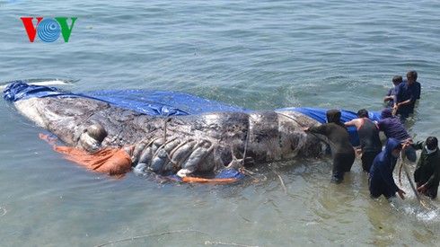 Cá voi nặng 5 tấn được ngư dân Lý Sơn đưa vào bờ mai táng - ảnh 1