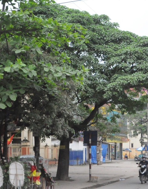 Chuyện lạ: Dân khóc ròng vì hàng loạt cây lâu năm bị đốn hạ - ảnh 1