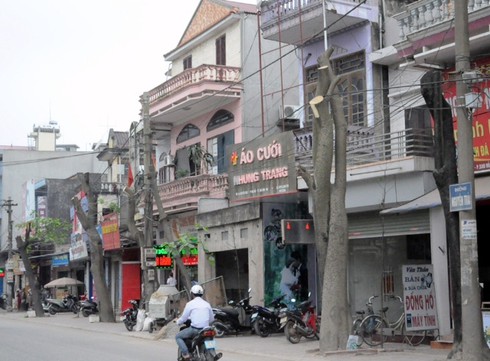 Chuyện lạ: Dân khóc ròng vì hàng loạt cây lâu năm bị đốn hạ - ảnh 3