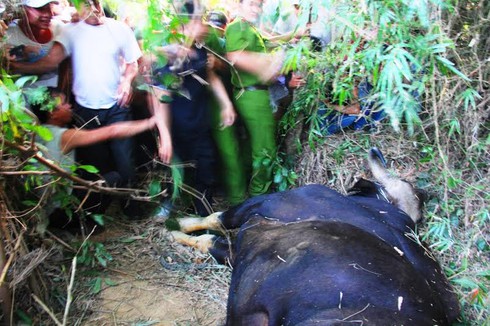 Bò tót húc người ở Quảng Nam... đã chết - ảnh 1