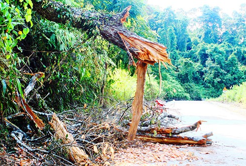 Quảng Nam: Chặt ươi lấy hạt, một người bị cây đè chết - ảnh 1