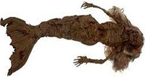 Nàng tiên cá có thật: Những hình ảnh gian dối hay sự thực bí ẩn? - ảnh 5