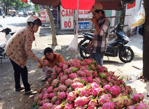 Bà Rịa - Vũng Tàu: Thanh long siêu rẻ 5000 đồng/kg bán đầy đường - ảnh 1