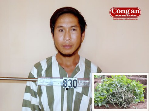 Kỳ cục án: Trộm tiêu giống để làm giàu - ảnh 1