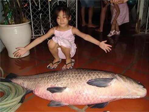 Hải Dương: Liên tục câu được cá trắm khủng ở hồ Côn Sơn - ảnh 1