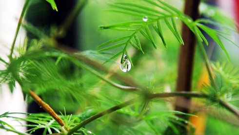 Ngày 3/9: Cả nước mưa giảm, nhiệt độ tăng dần, Hà Nội gió nhẹ - ảnh 1