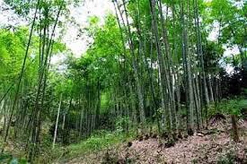 Phát hiện 2 mẹ con treo cổ chết trong rừng - ảnh 1