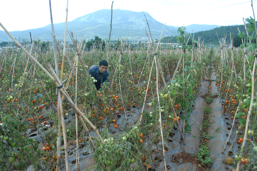 Lâm Đồng: Bò không ăn, nông dân lại đổ bỏ hàng ngàn tấn cà chua - ảnh 1