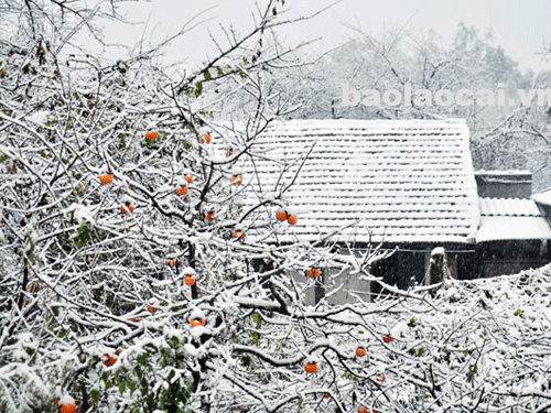 Tin rét mới nhất 14h 12/12: Miền Bắc nhiệt giảm sâu, thấp nhất 2-3 độ - ảnh 1