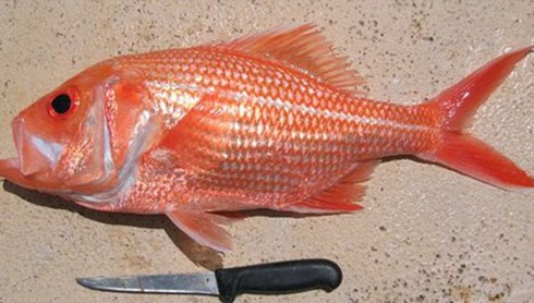 Bắt được cá hồi đỏ sống thọ tới 84 tuổi - ảnh 1