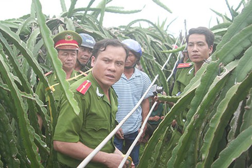 Điện giật chết người trong vườn thanh long - ảnh 1