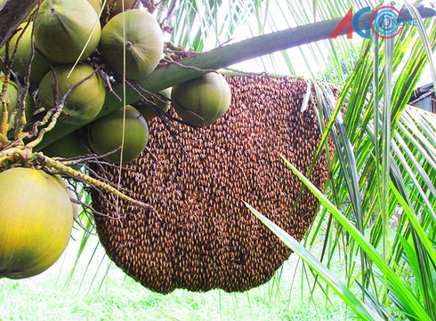 Đàn ong mật xây tổ trên tàu dừa - ảnh 1