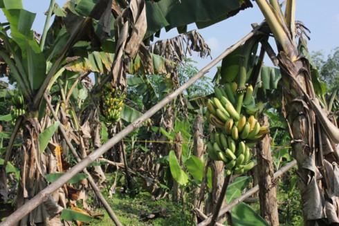 Bắt tại trận kẻ trộm chuối - ảnh 1