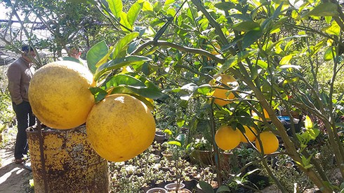 Đà Lạt: Chanh khổng lồ xuất hàng - ảnh 1