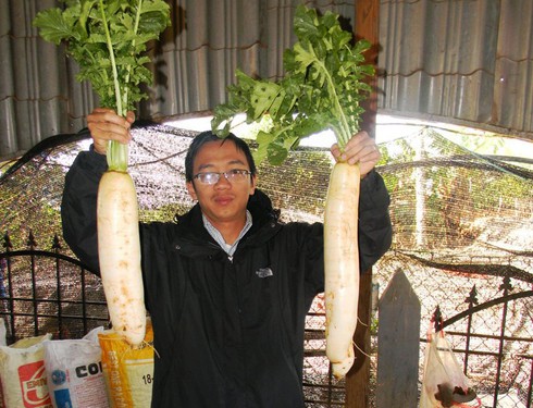 Lâm Đồng: Củ cải khổng lồ nặng 2,2kg - ảnh 1