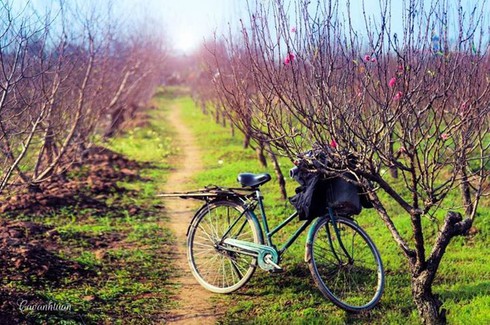 Dự báo thời tiết 25/1: Hà Nội trưa chiều nắng ấm, Nam bộ se lạnh về đêm - ảnh 1