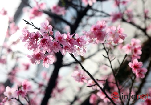 Miền Bắc chuẩn bị đón không khí lạnh và mưa nhỏ, từ 31/1 trời lạnh - ảnh 1