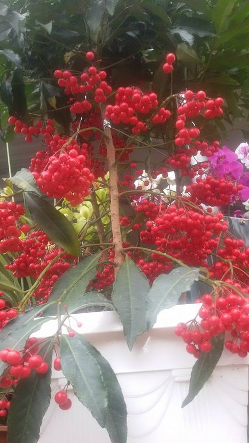 Chơi Tết với cây