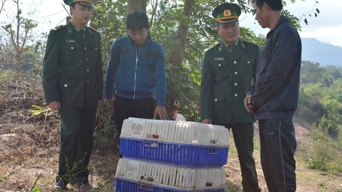 Quảng Trị: Bắt gần 1 tấn gà thịt nhập lậu - ảnh 1