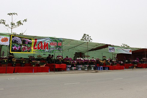 Sắc màu chợ hoa xuân Lào Cai - ảnh 1