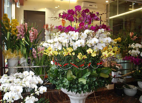 Sắc màu chợ hoa xuân Lào Cai - ảnh 3