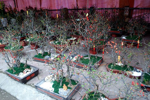 Sắc màu chợ hoa xuân Lào Cai - ảnh 4