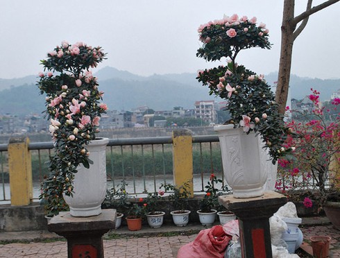 Sắc màu chợ hoa xuân Lào Cai - ảnh 5