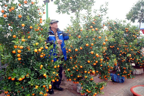 Sắc màu chợ hoa xuân Lào Cai - ảnh 6