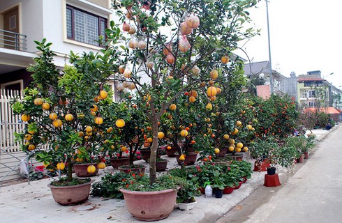 Sắc màu chợ hoa xuân Lào Cai - ảnh 7