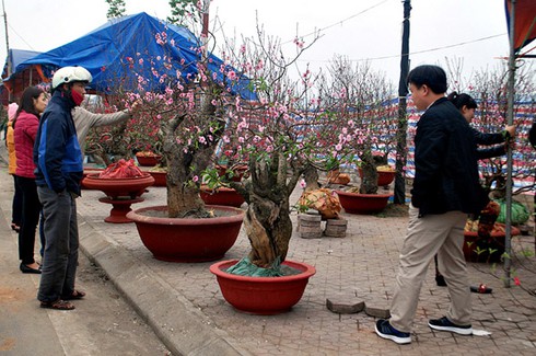 Sắc màu chợ hoa xuân Lào Cai - ảnh 8