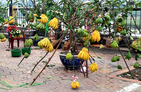 Sắc màu chợ hoa xuân Lào Cai - ảnh 9