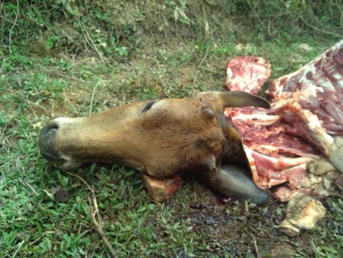 Cảnh giác nạn trộm trâu bò, xẻ thịt tại chỗ ở khu vực miền núi Bắc Giang - ảnh 1