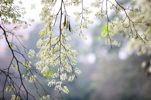 Hà Nội còn mưa nhỏ, mưa phùn 2-3 ngày tới - ảnh 1