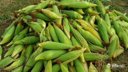 Hội An: Nấu 10.000 trái bắp nếp trong ngày hội “Bắp nếp Cẩm Nam” - ảnh 2